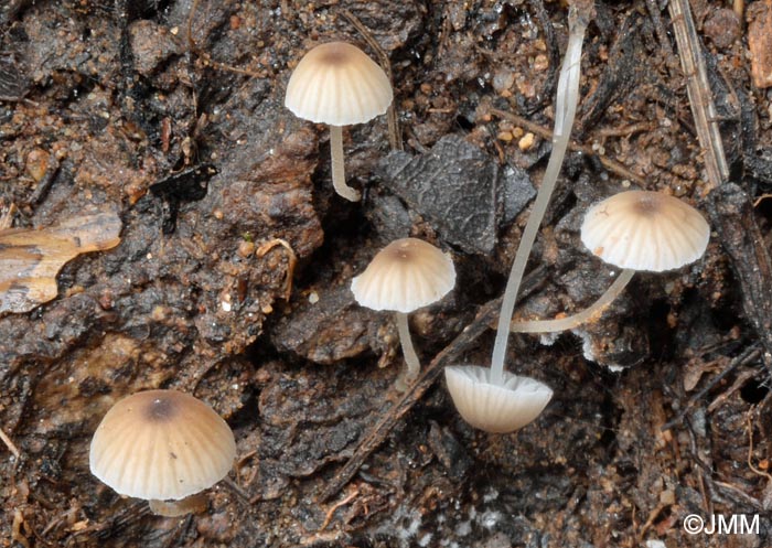 Mycena olida = Phloeomana minutula